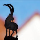 steinbock (capra ibex) im dachsteingebirge