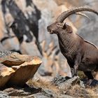 Steinbock (Capra ibex) - König der Alpen