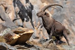Steinbock (Capra ibex) - König der Alpen