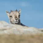 Steinbock (Capra ibex); neugierig