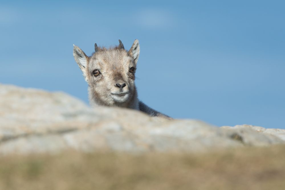 Steinbock (Capra ibex); neugierig
