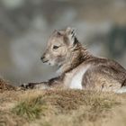 Steinbock (Capra ibex); schläfrig