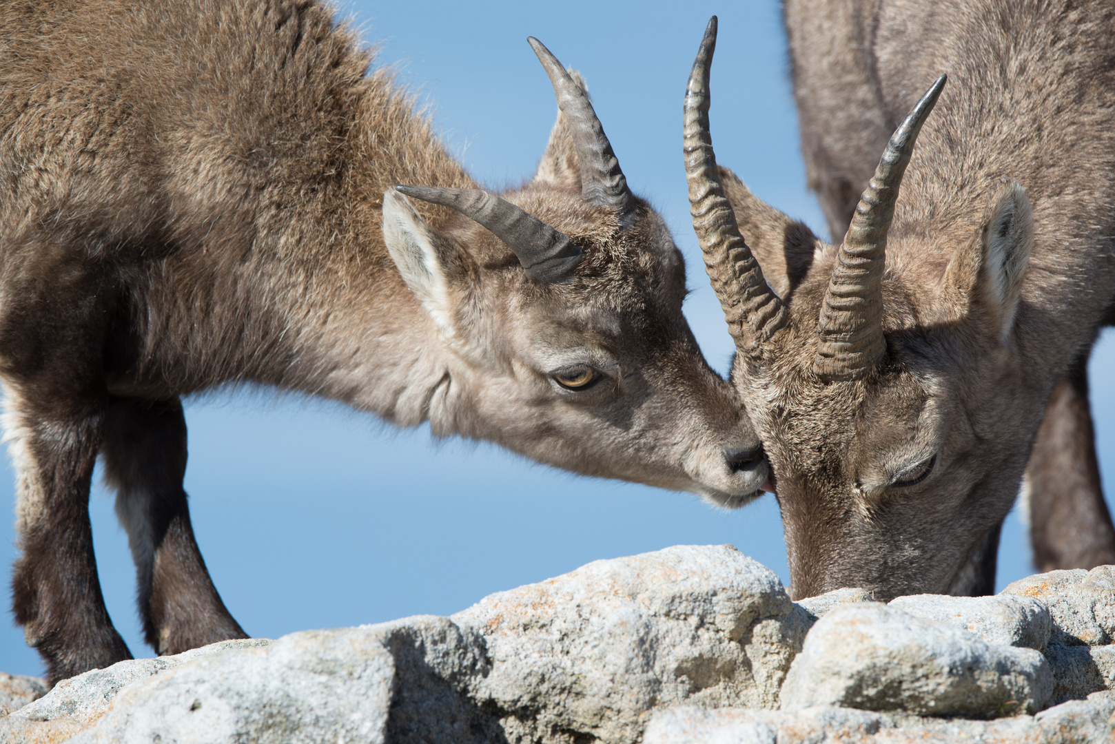 Steinbock (Capra ibex); zärtlich