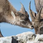 Steinbock (Capra ibex); zärtlich