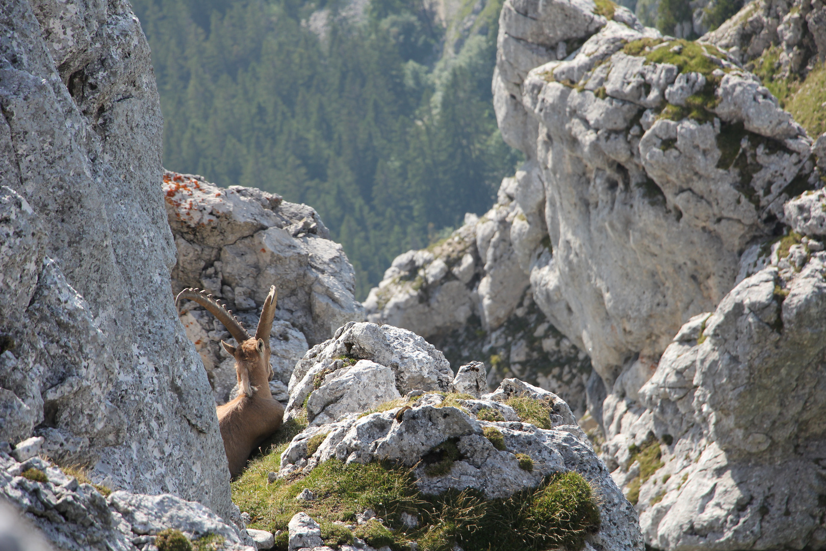 Steinbock 