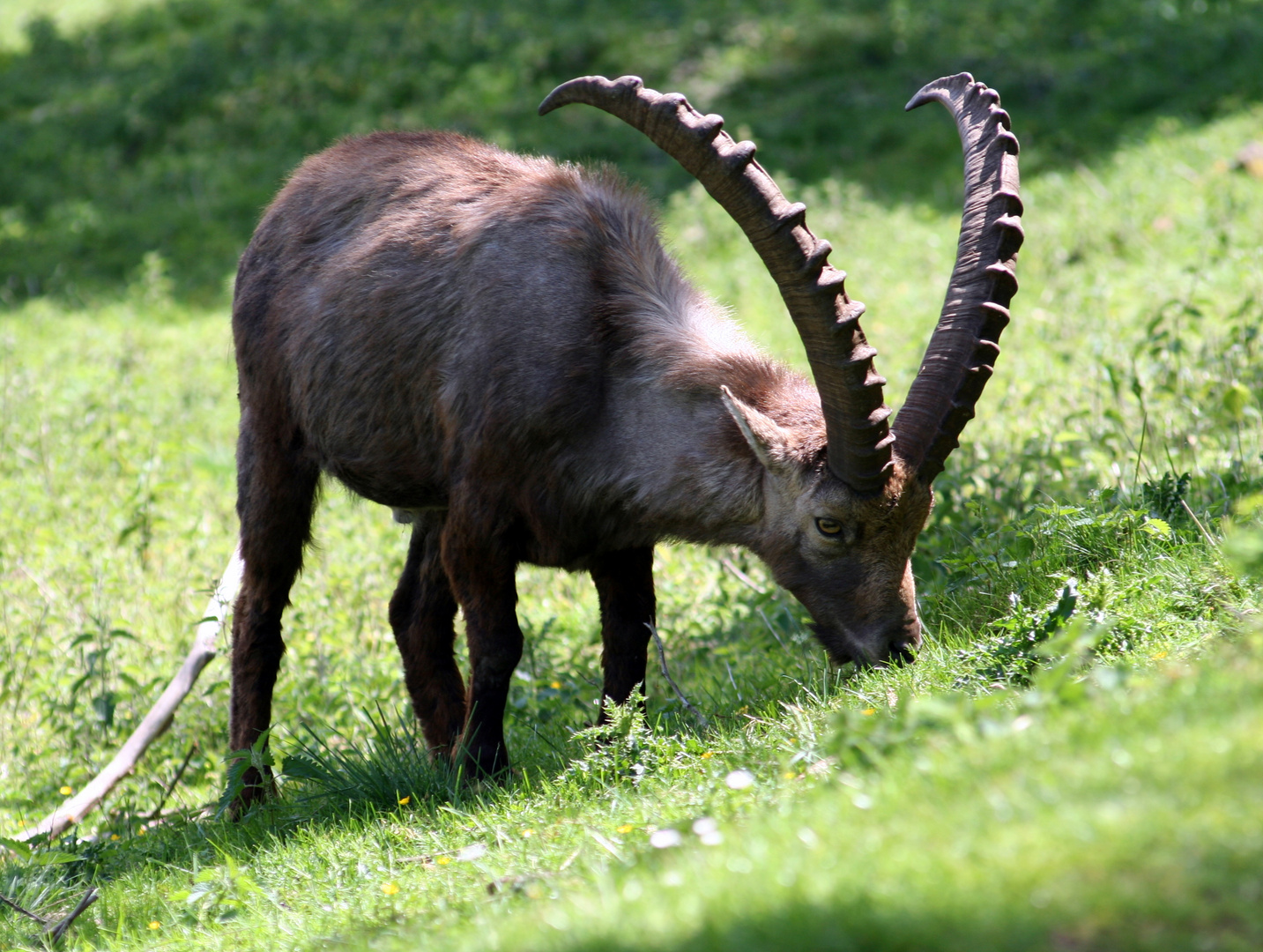 Steinbock