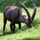 Steinbock