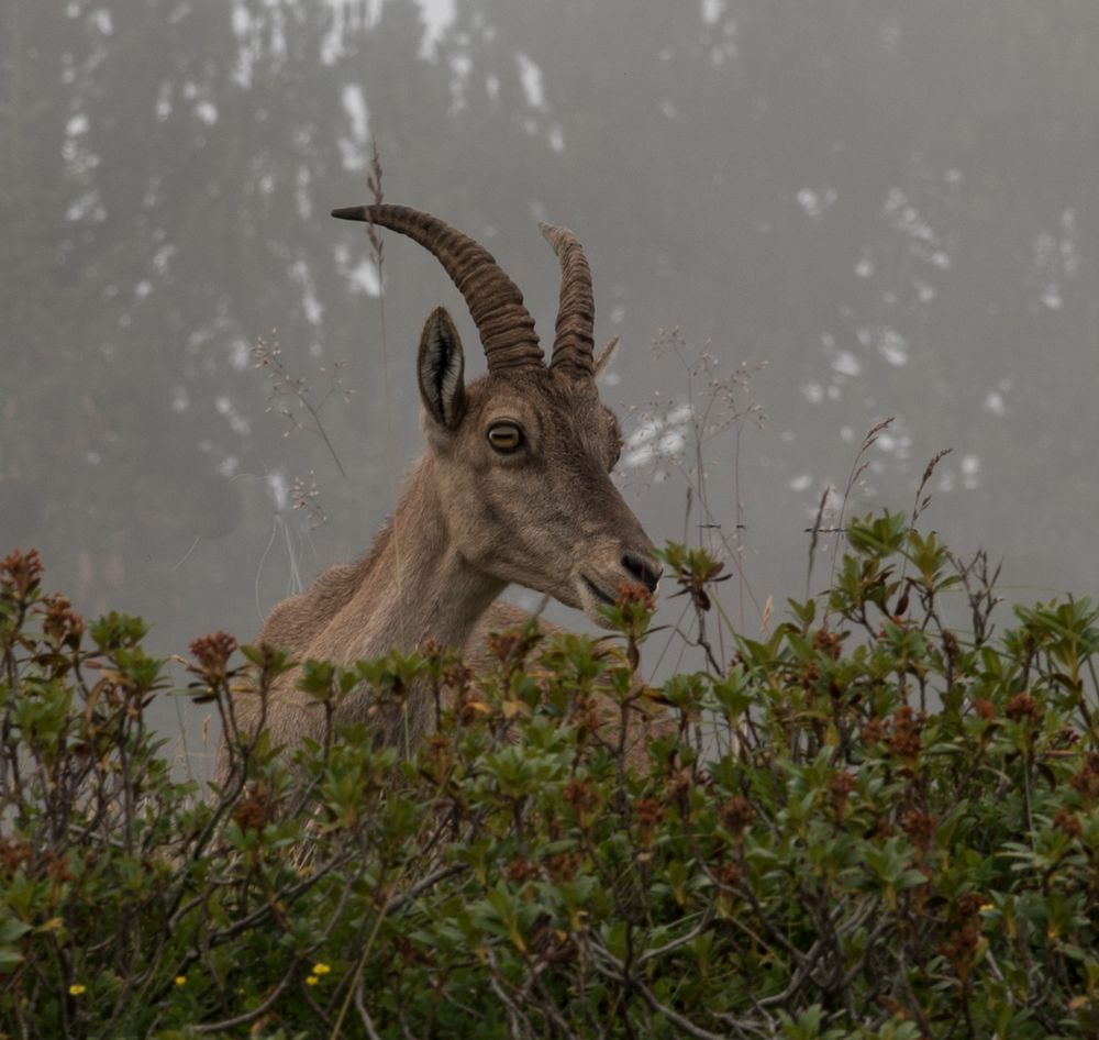 Steinbock