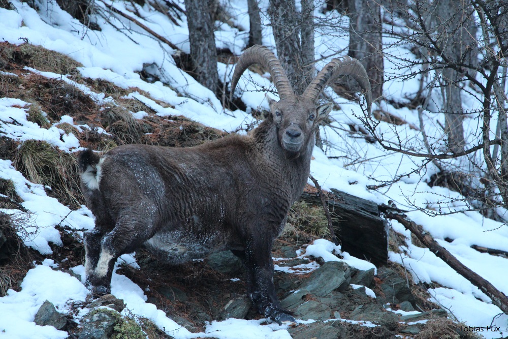 Steinbock