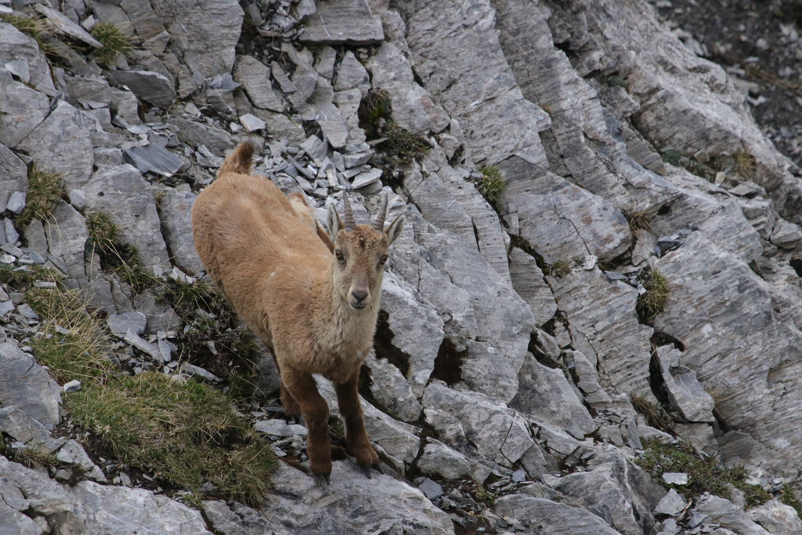 Steinbock