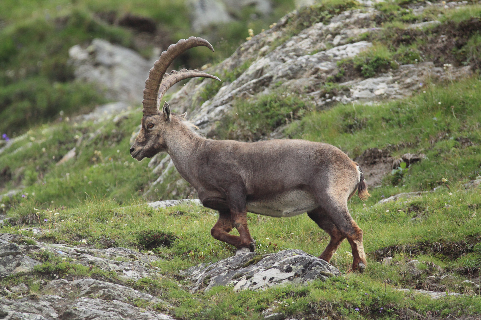 Steinbock