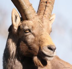 Steinbock