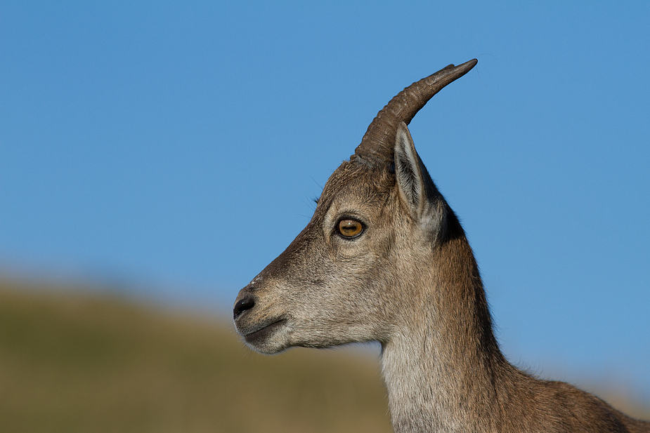 Steinbock - Creux du Van