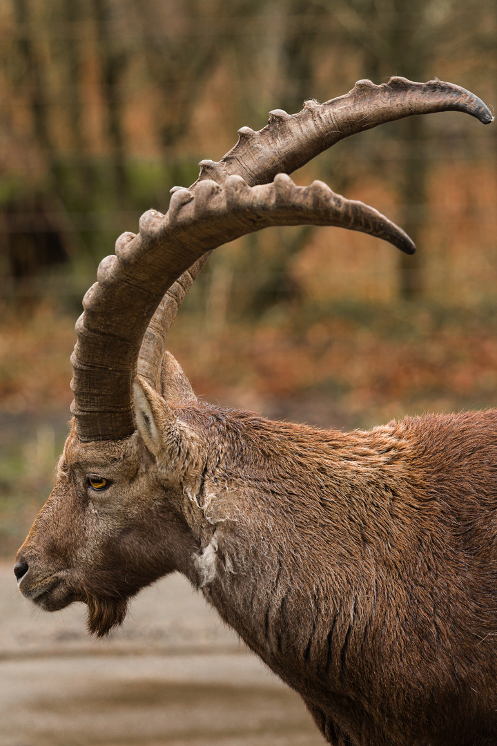 Steinbock