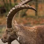 Steinbock