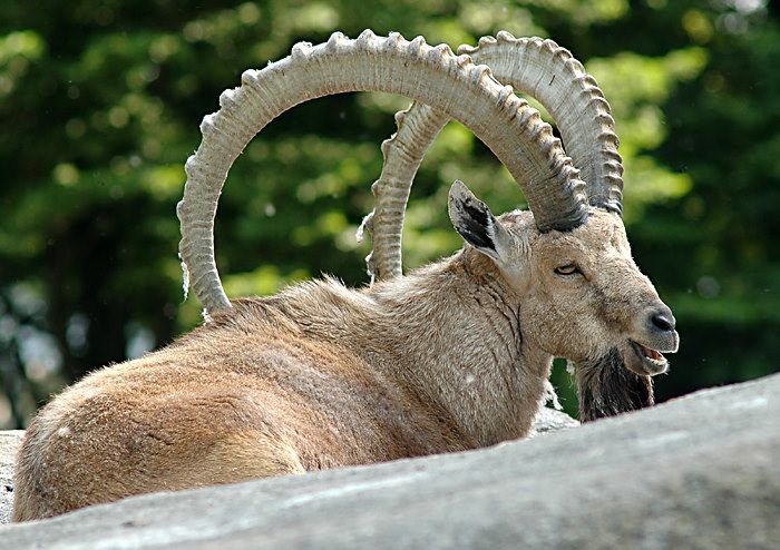 Steinbock