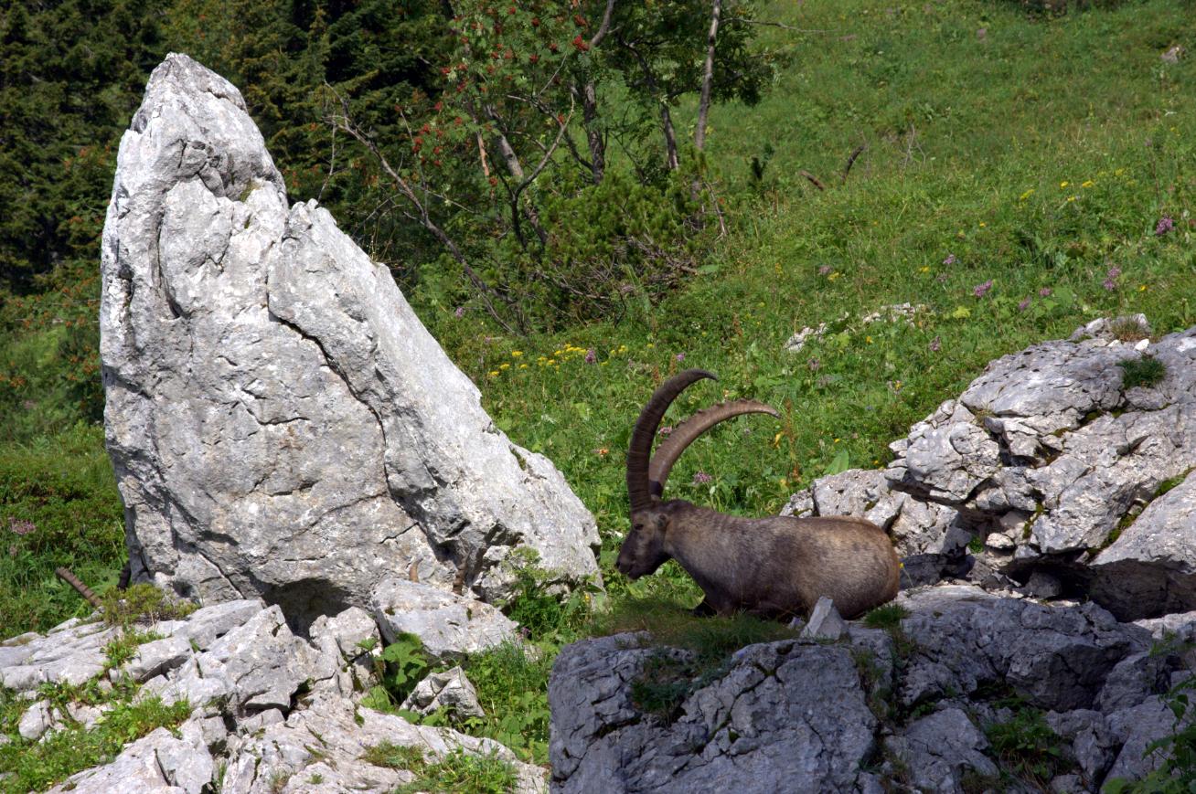 Steinbock