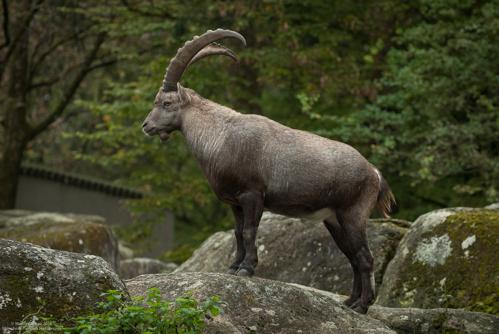 Steinbock