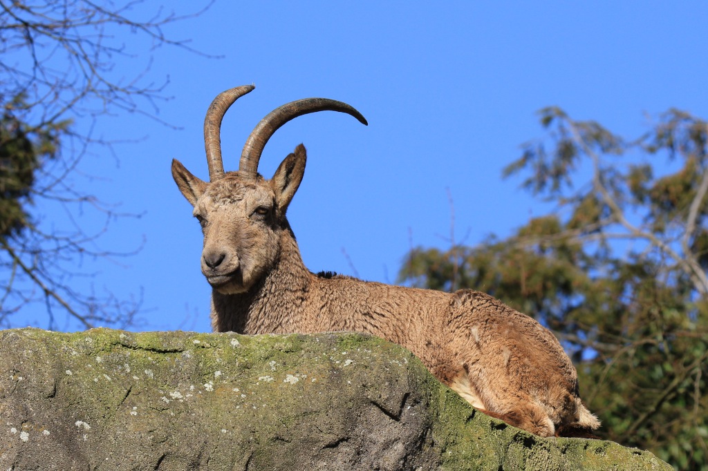 STEINBOCK