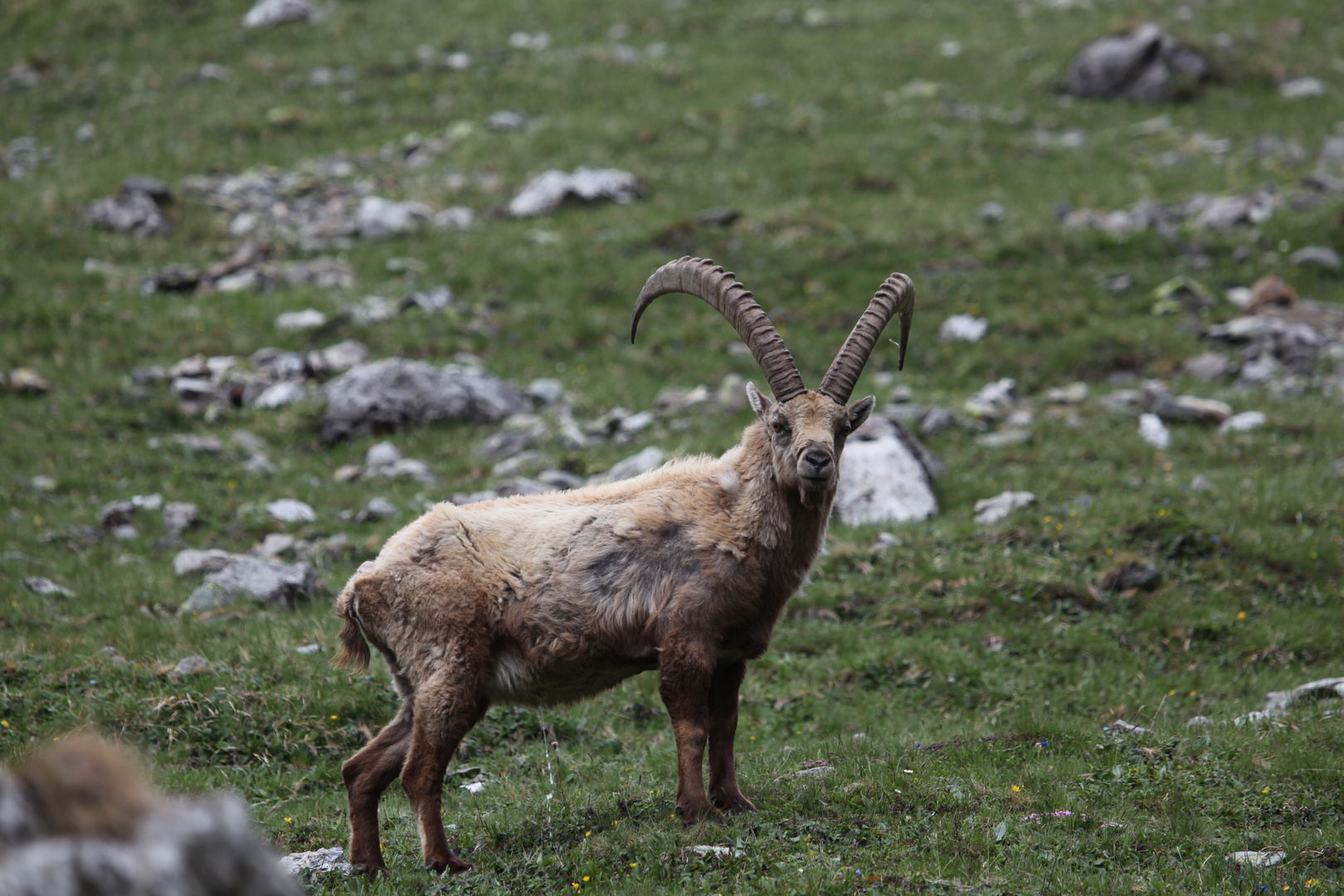 Steinbock