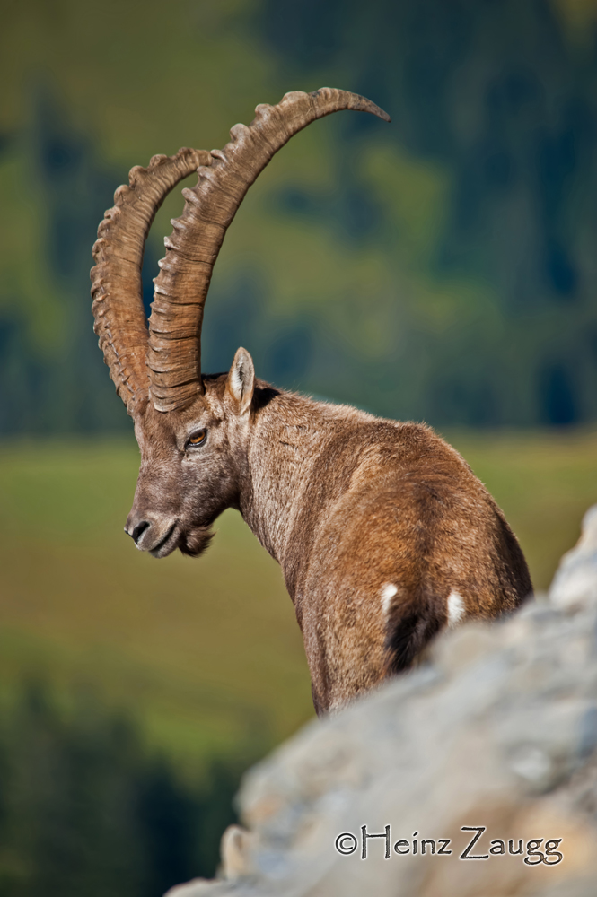 Steinbock