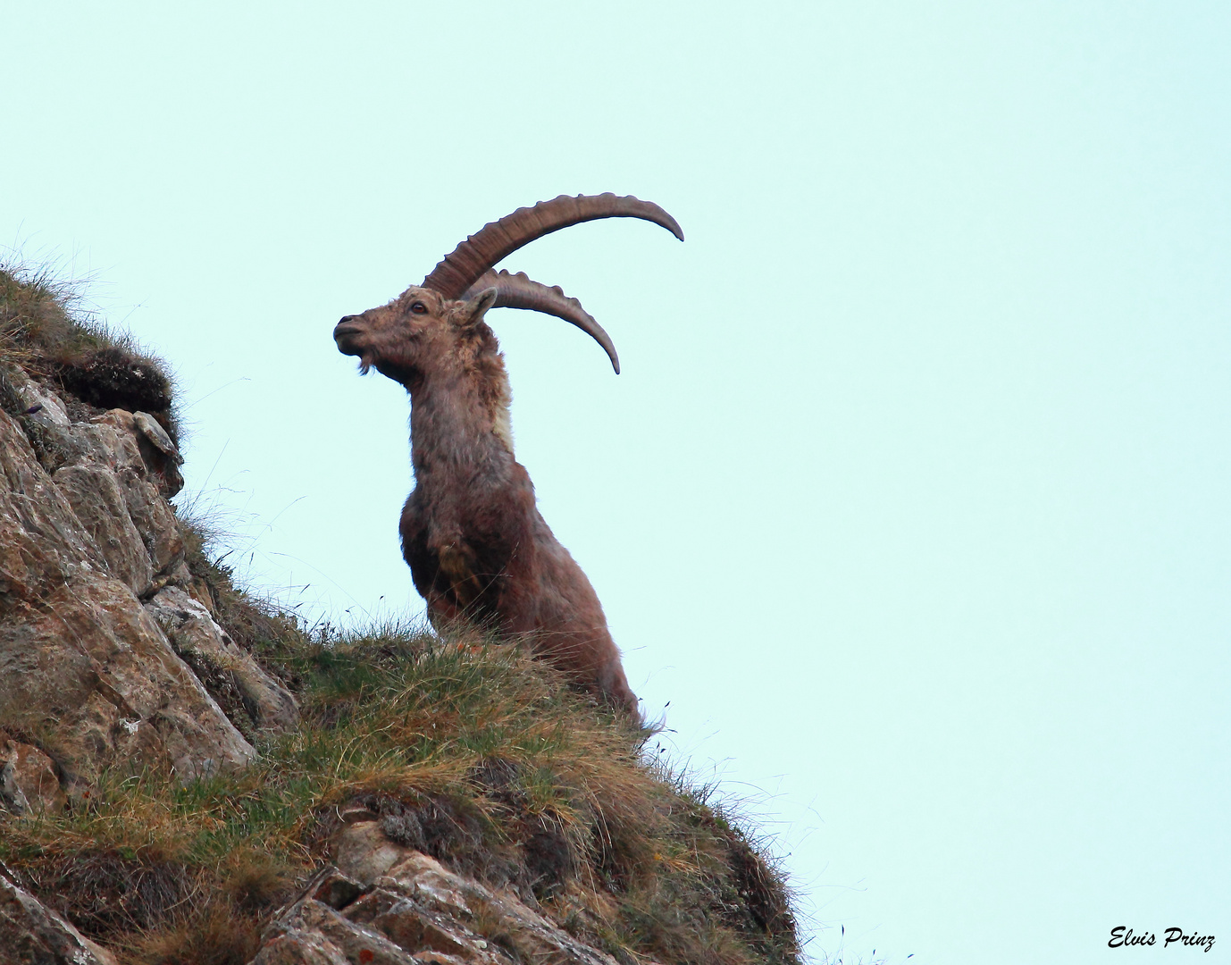 Steinbock