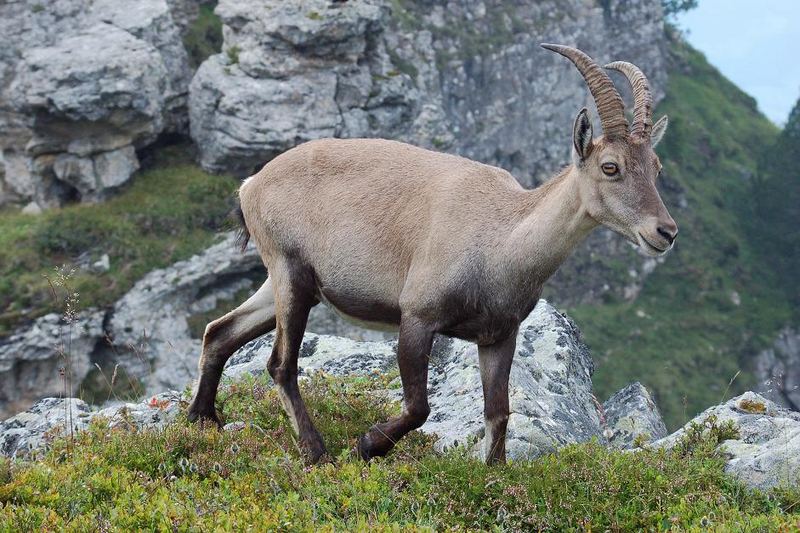 Steinbock - Dame ?