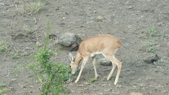 Steinbock