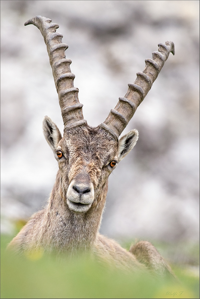 Steinbock Foto & Bild | tiere, wildlife, säugetiere Bilder auf