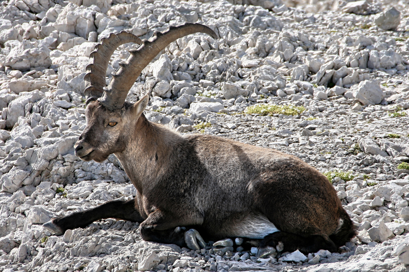 Steinbock - der König der Dolomiten