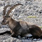 Steinbock - der König der Dolomiten