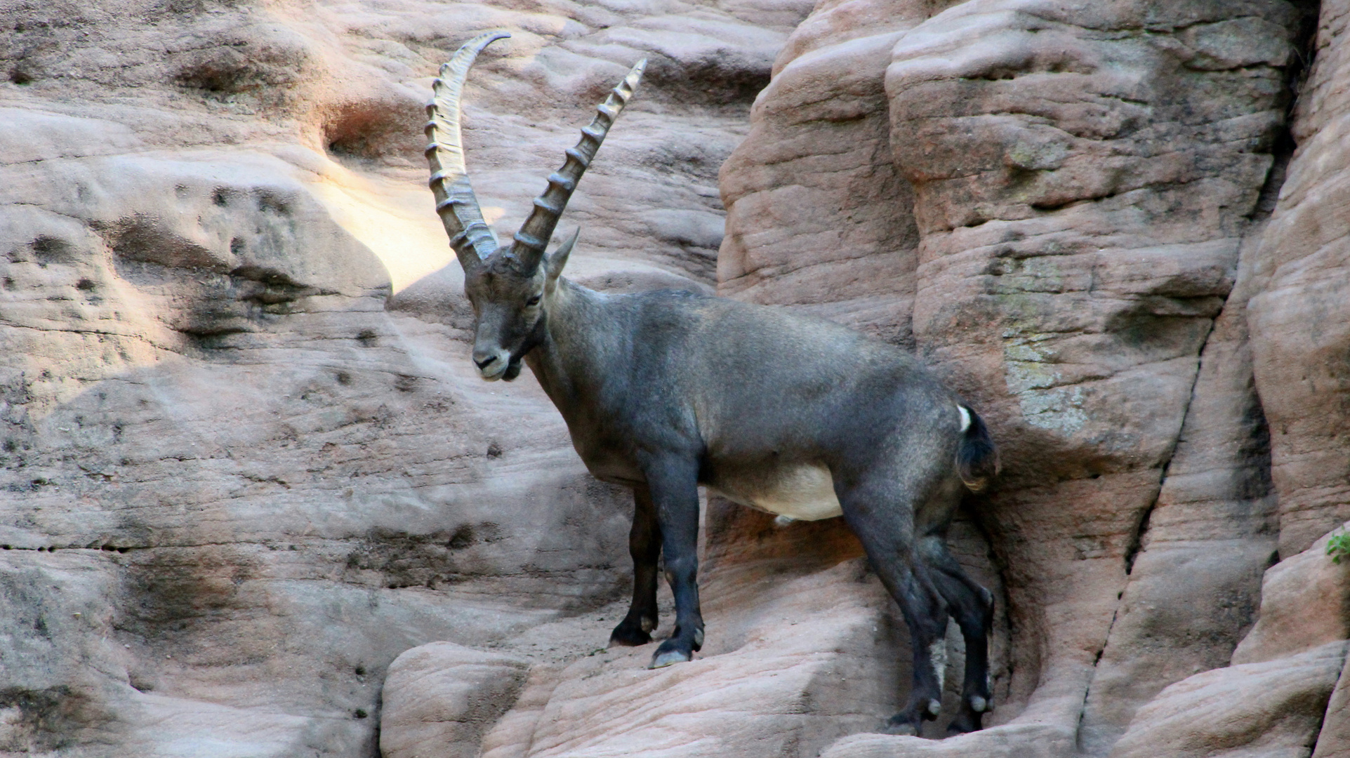 Steinbock