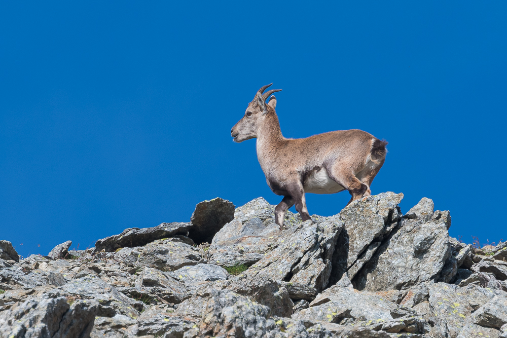 Steinbock