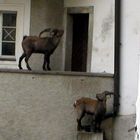 Steinbock die 2te