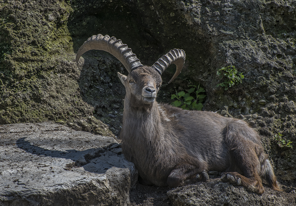 Steinbock