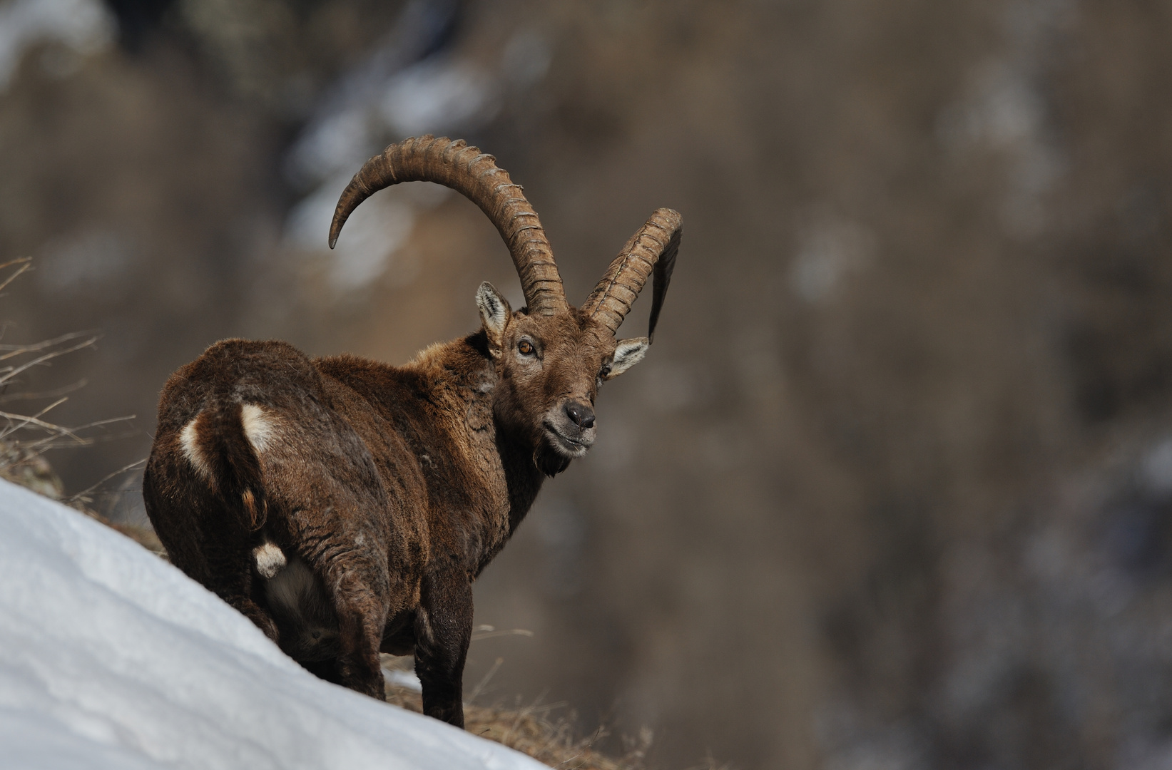 Steinbock