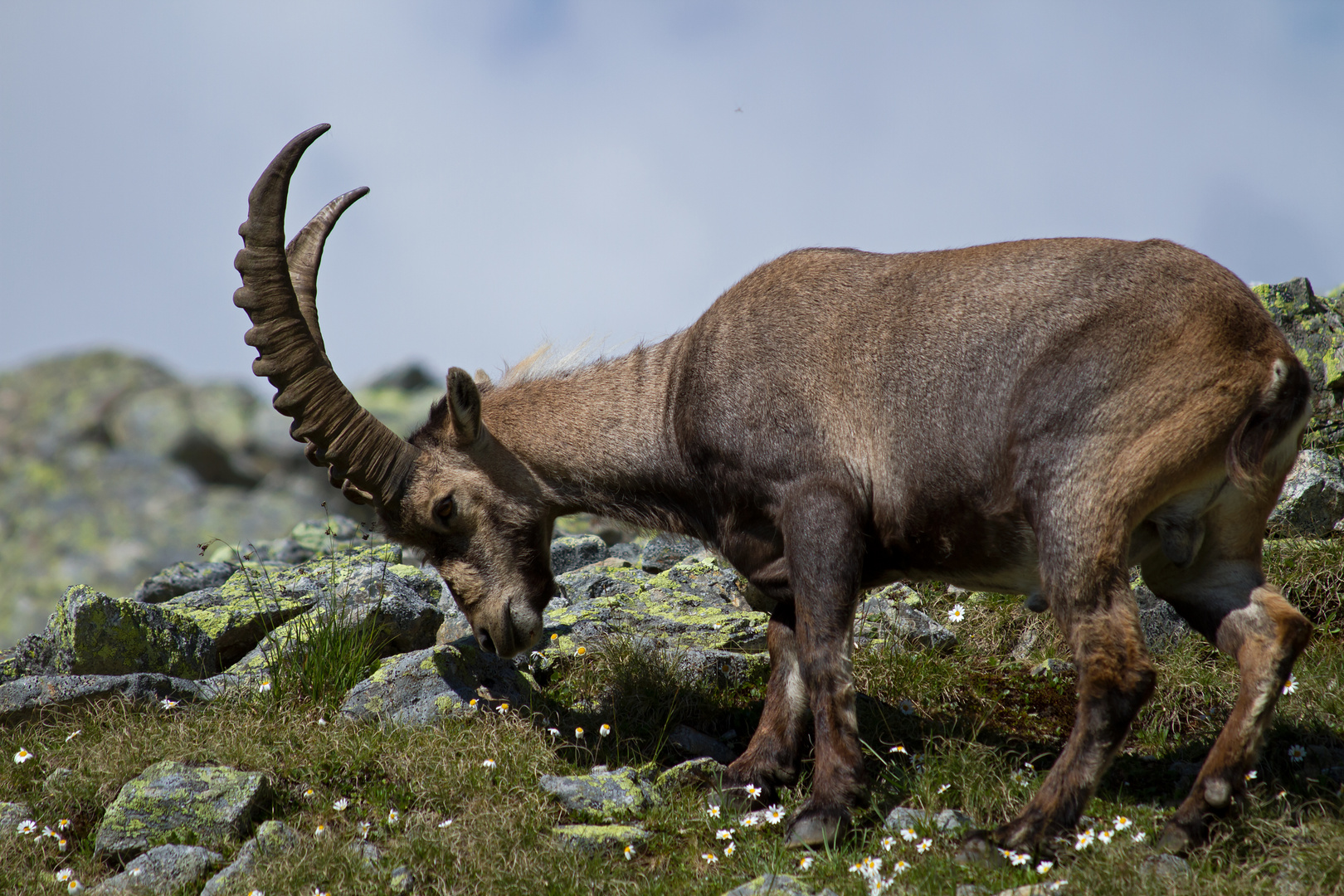 Steinbock