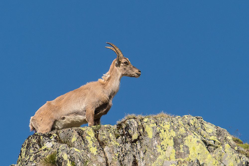 Steinbock