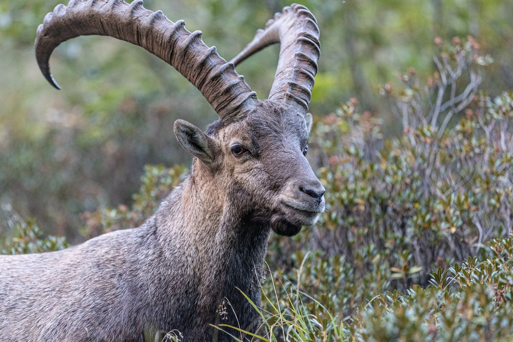 ...Steinbock...