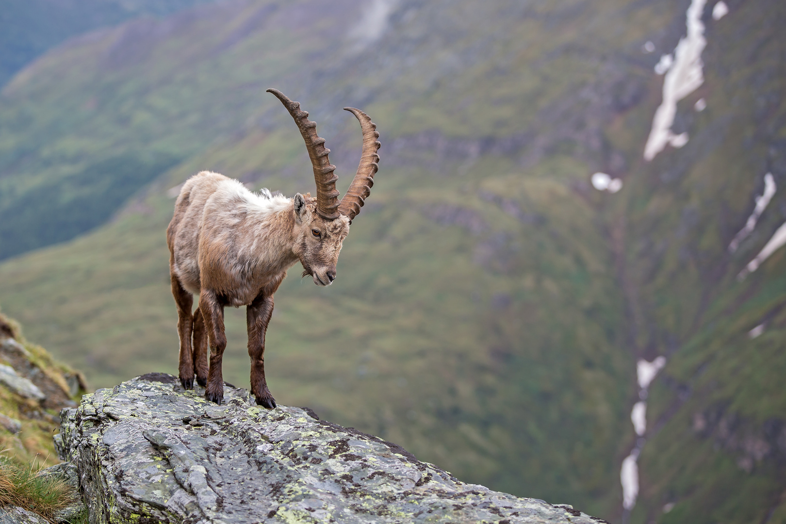 STEINBOCK