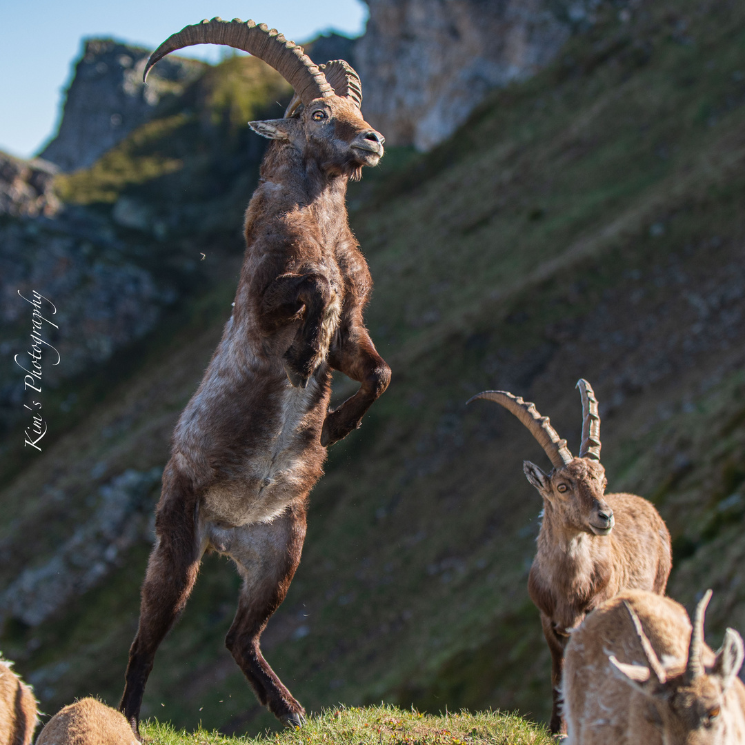 Steinbock