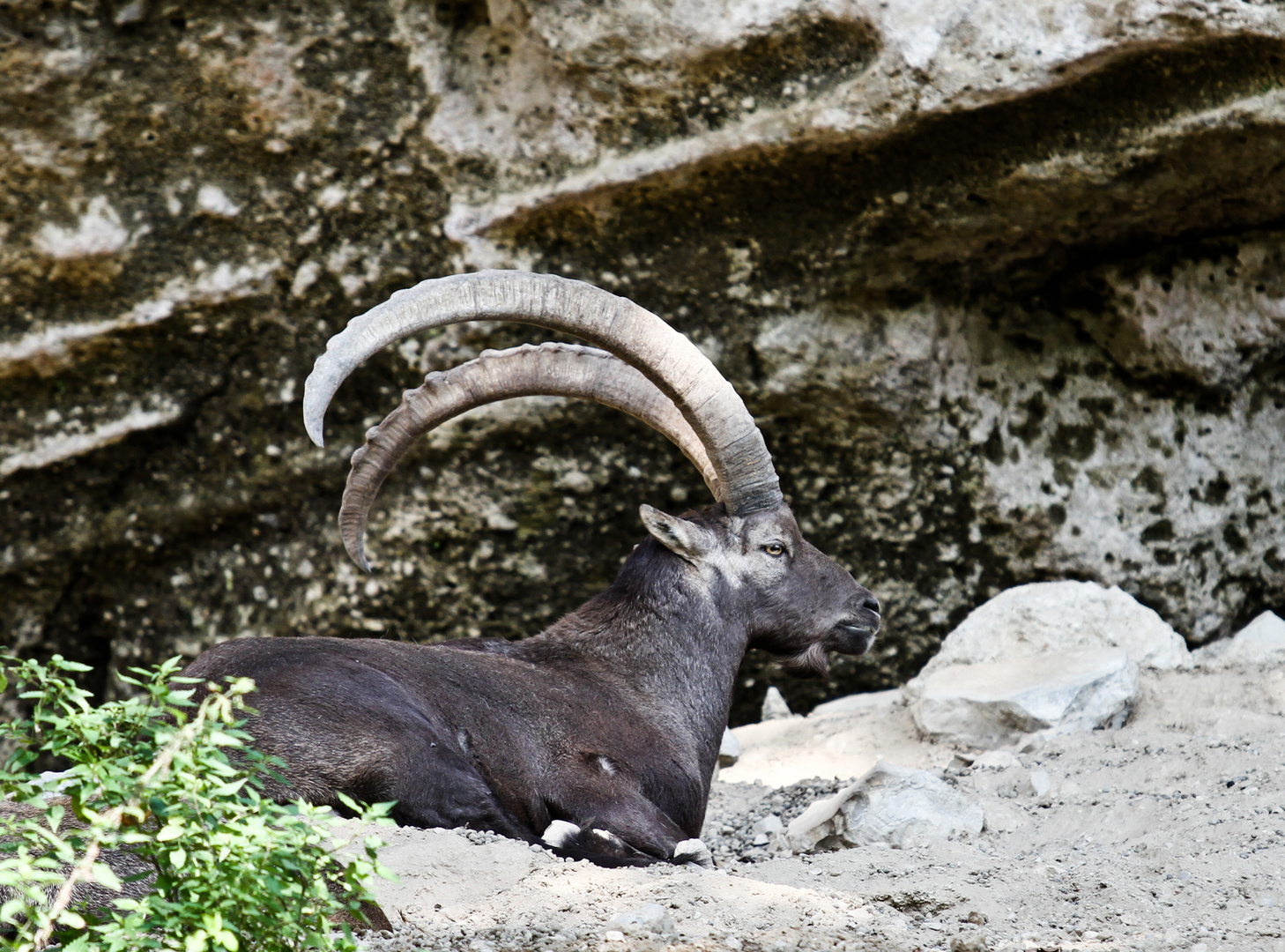 Steinbock