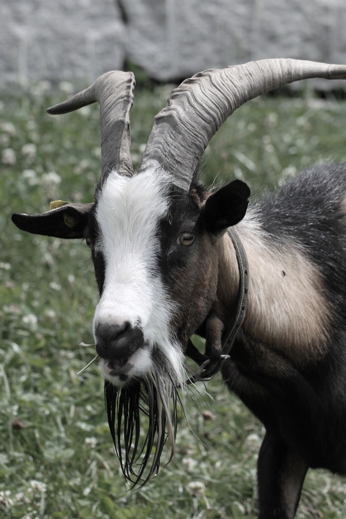 Steinbock?