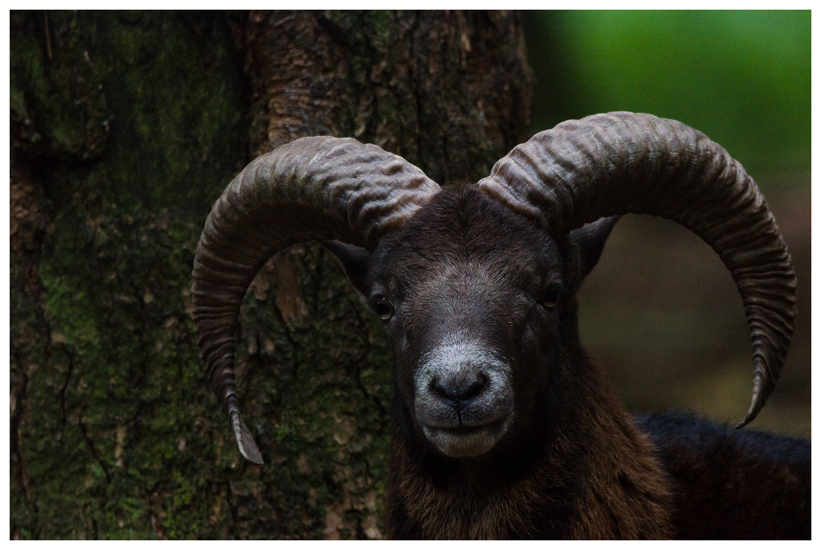 Steinbock