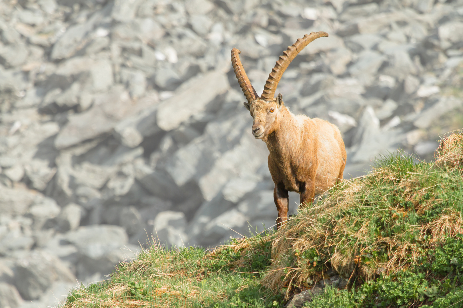 Steinbock