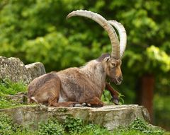 Steinbock