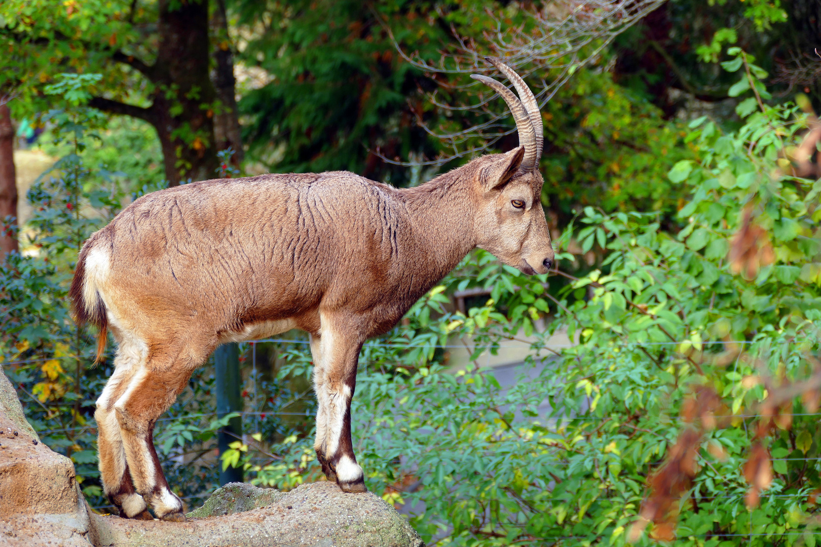 Steinbock