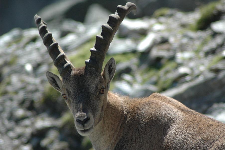 Steinbock