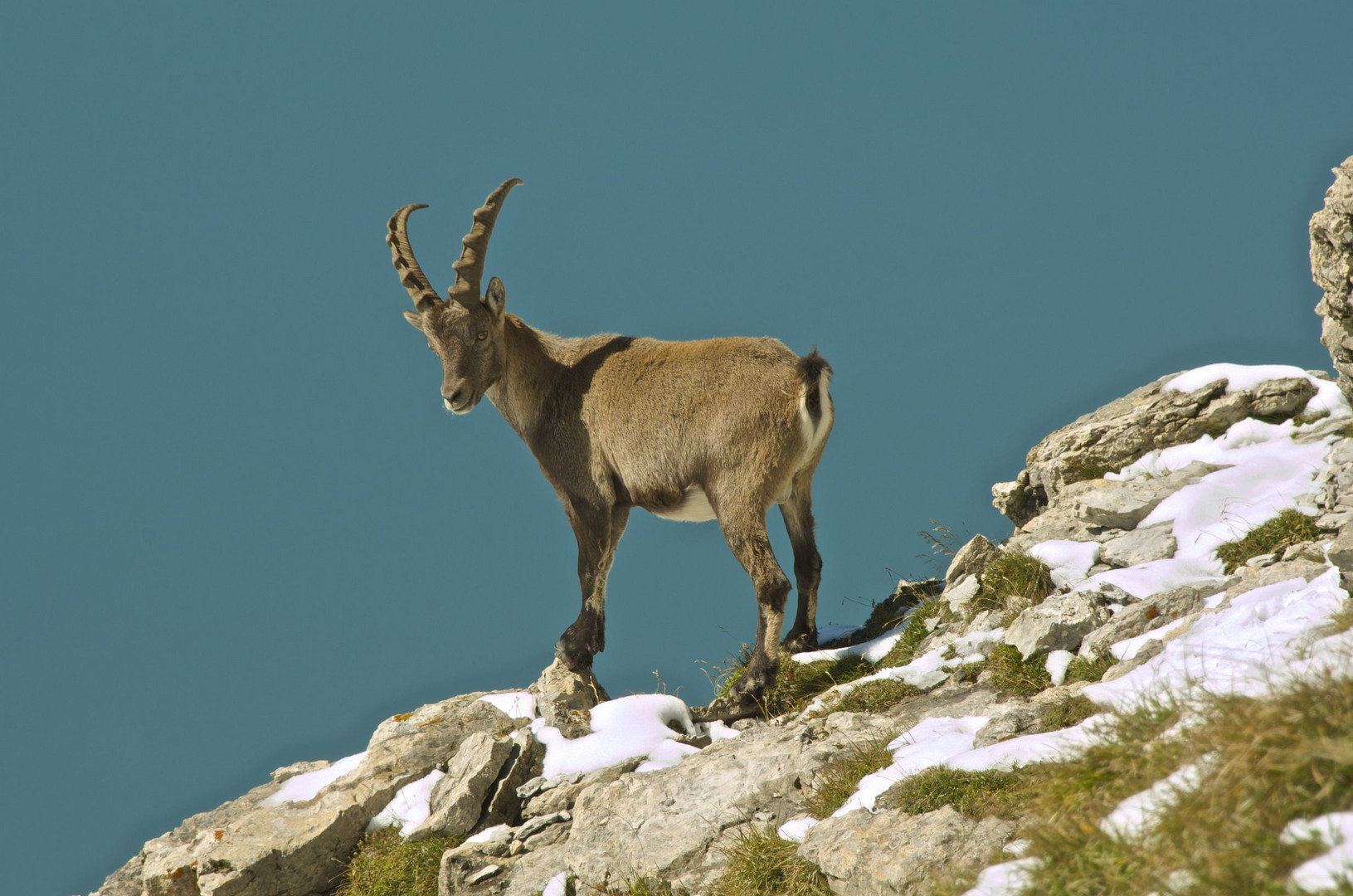 Steinbock