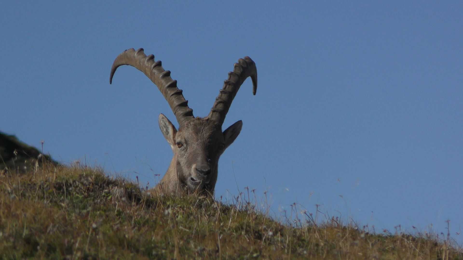 Steinbock